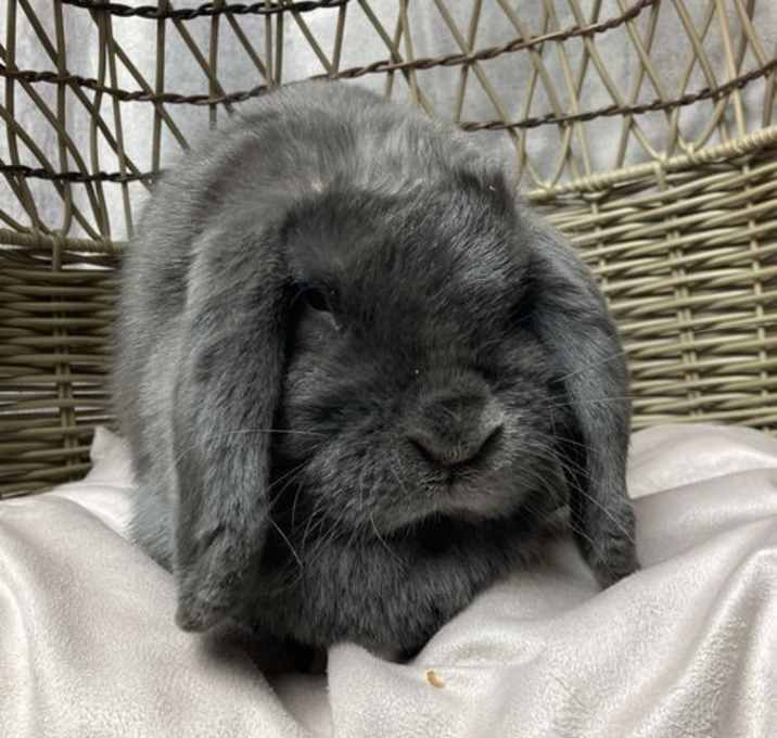 Photo of Mochi