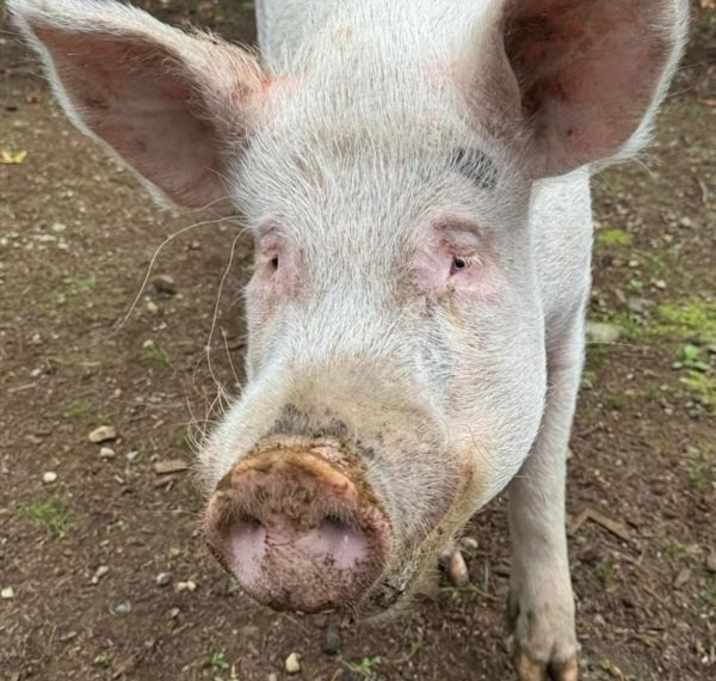 Photo of George / Peppermint
