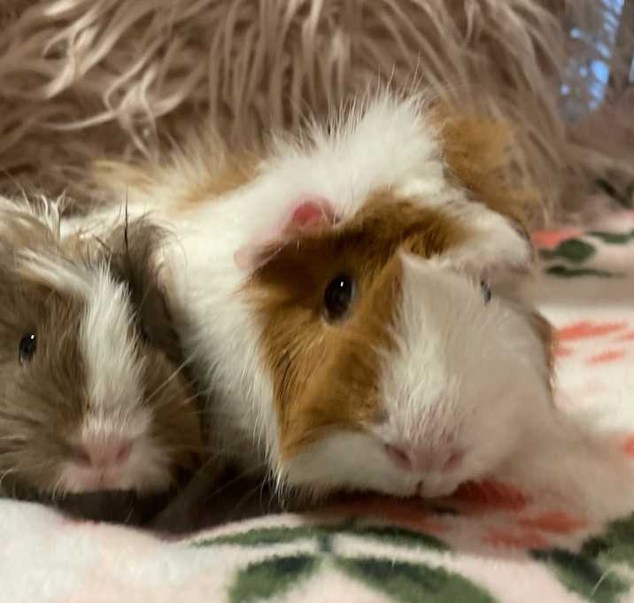Photo of Holly & Noelle