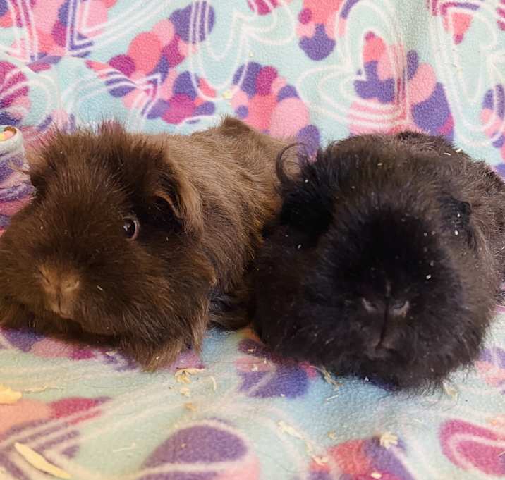 Photo of Jasmine & Belle