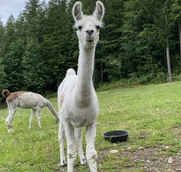 Photo of Lenny / Ace / Shaggy