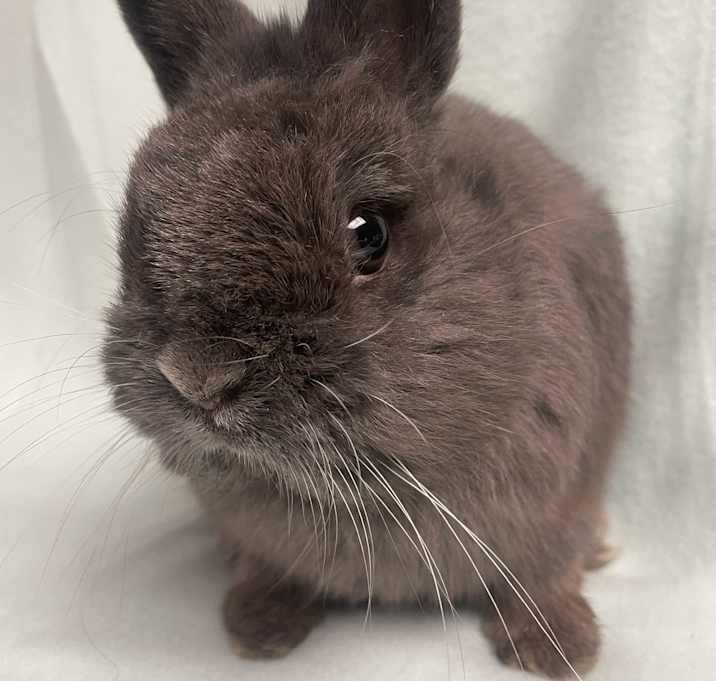Photo of Dickens