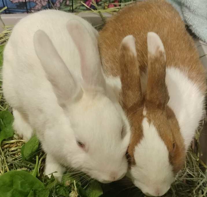 Photo of Tumshie & Rutabaga