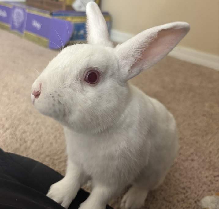 Photo of Merlot