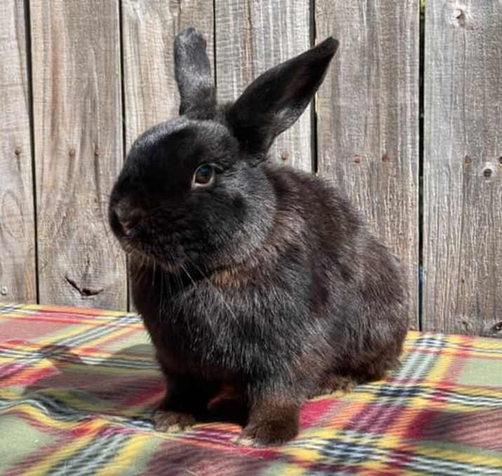 Photo of Milo (& Tokyo)