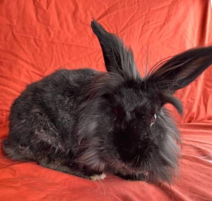 Photo of Molly