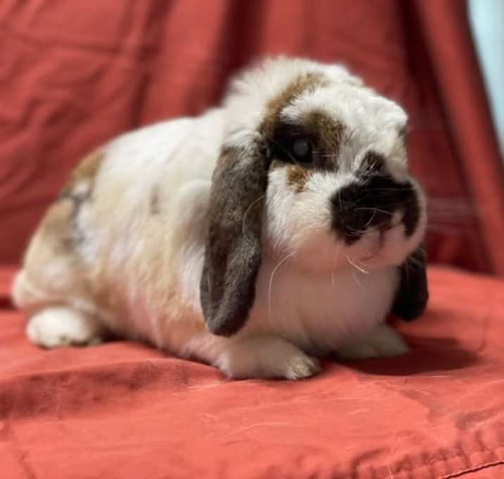 Photo of Pumpkin (& Eeyore)