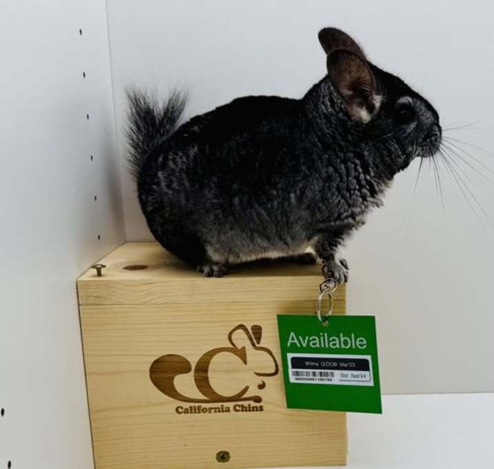 Photo of Wilma
