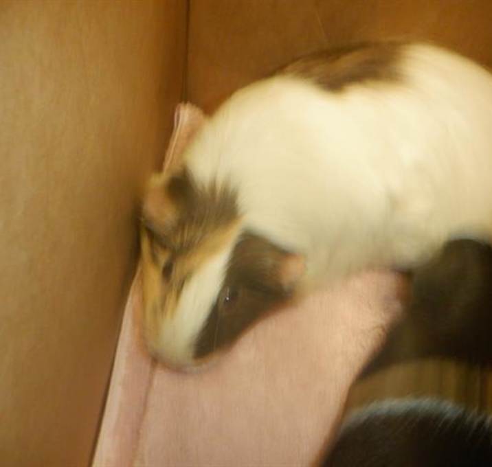 Photo of POPPY