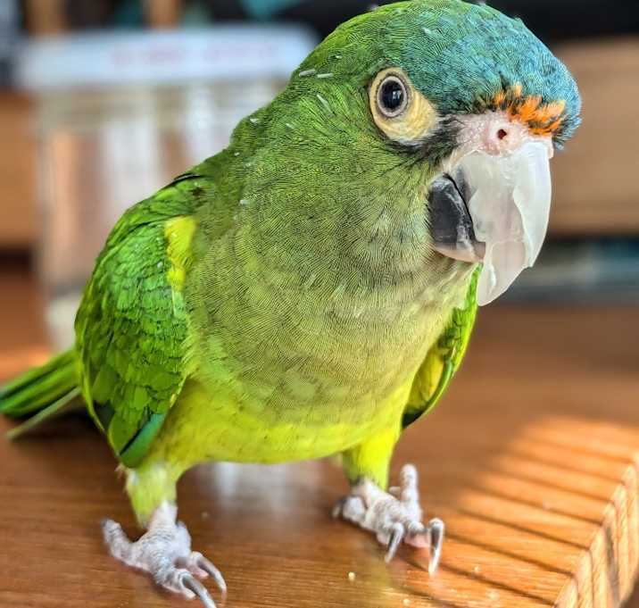 Photo of Buddy Cracker