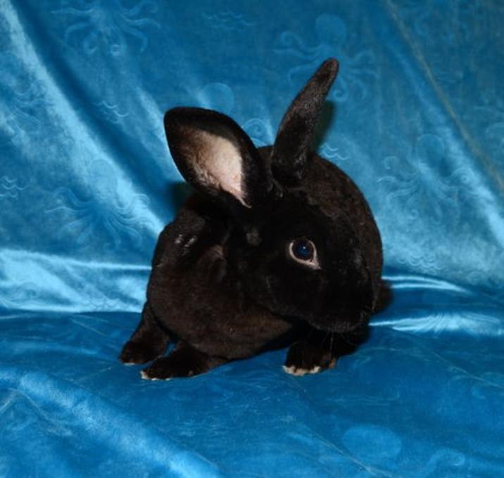 Photo of Blackjack