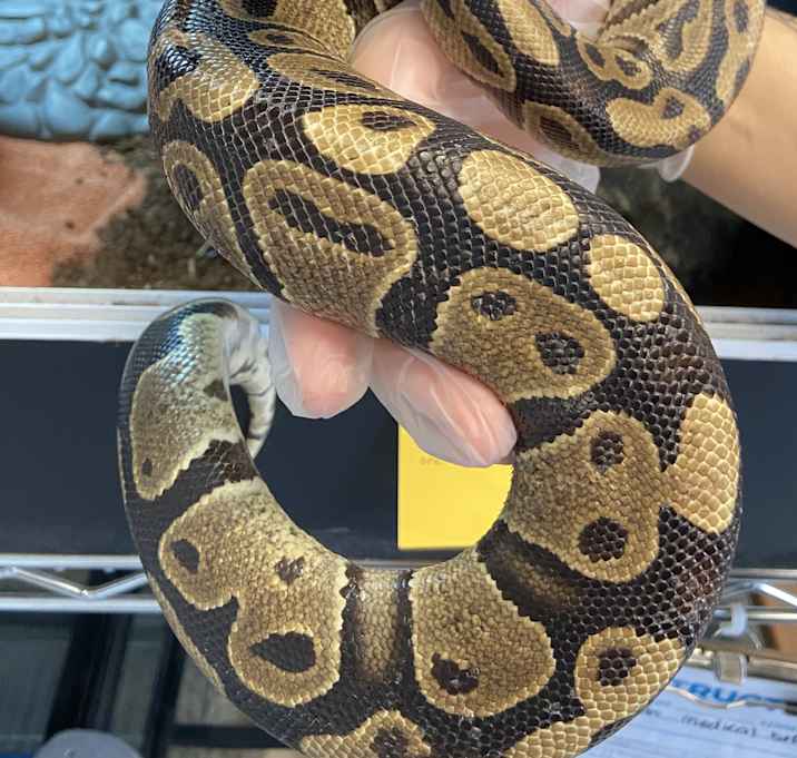 Photo of Smalls
