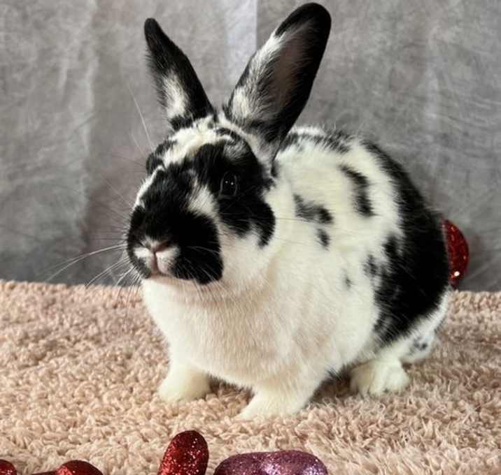 Photo of Pita