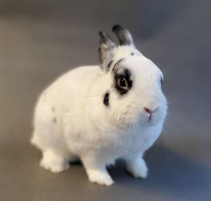 Photo of Diva