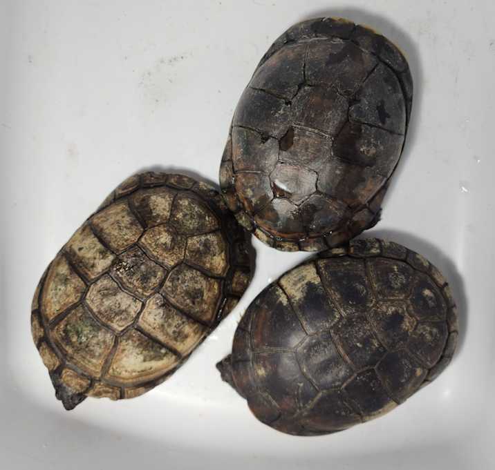 Photo of African Sidenecks Assorted