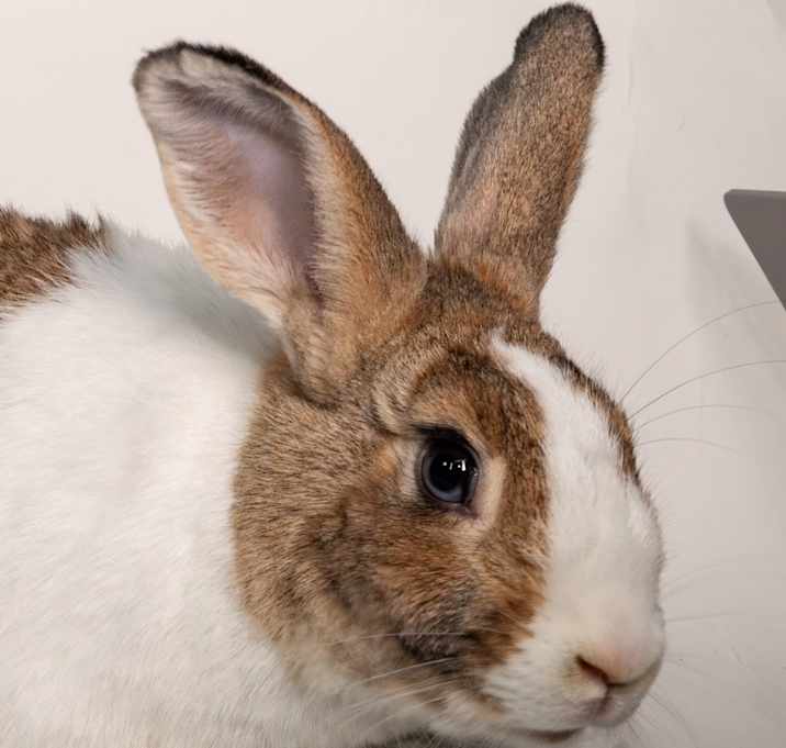 Photo of Mocha
