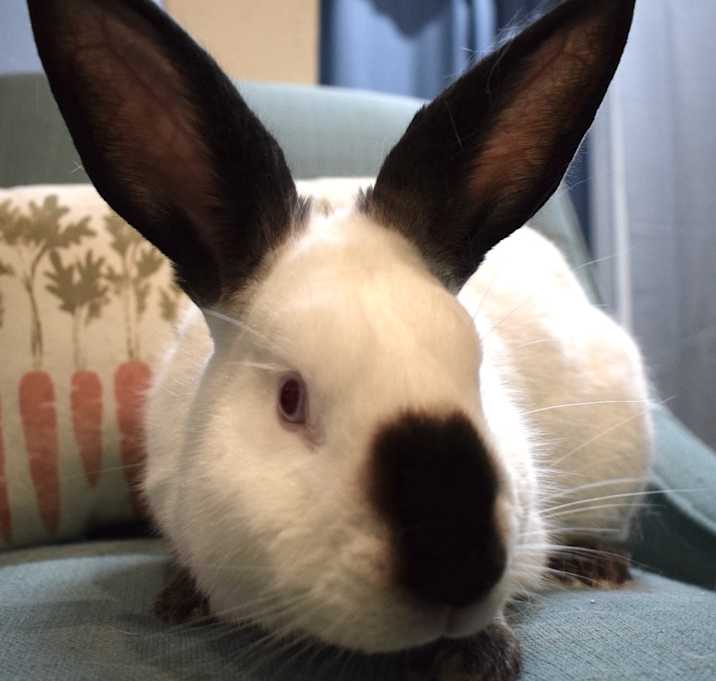 Photo of Maverick