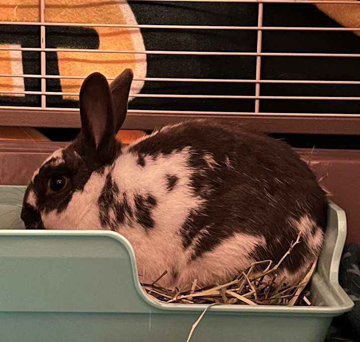 Photo of Oreo