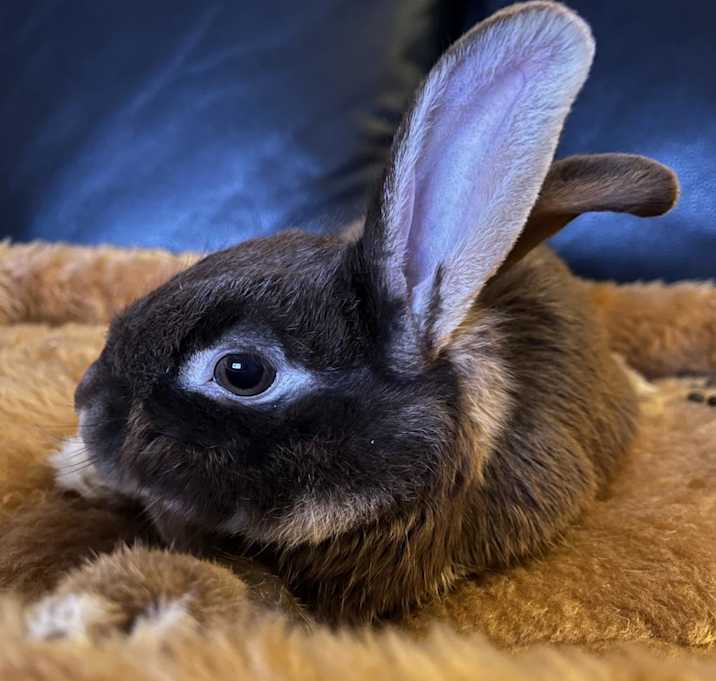 Photo of Papillon