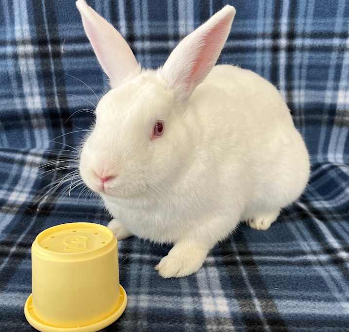Photo of Basil