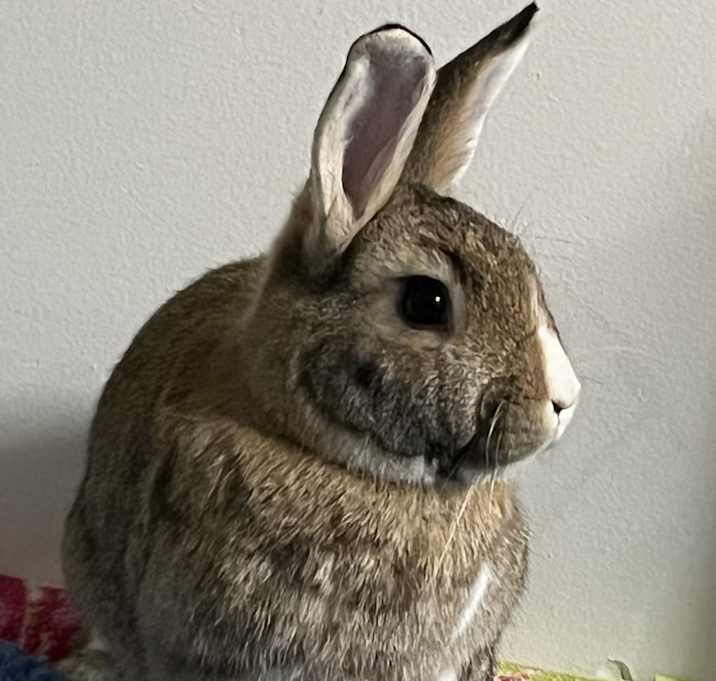 Photo of Pearl
