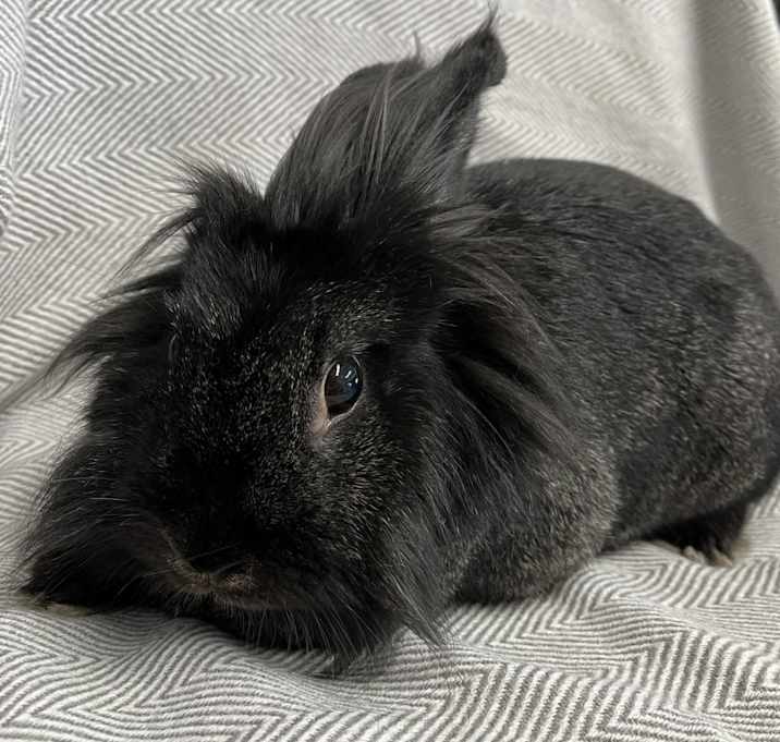 Photo of Wisp