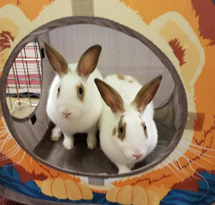 Photo of Belle (bonded to Tinker)