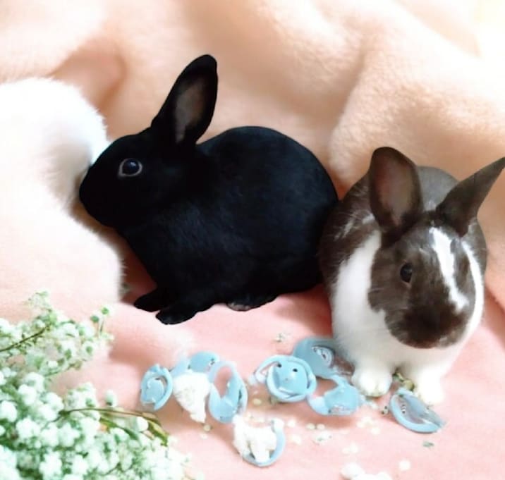 Photo of Ganache (bonded to Pismo)