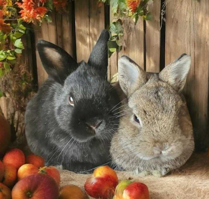 Photo of Greta (bonded to Graham)