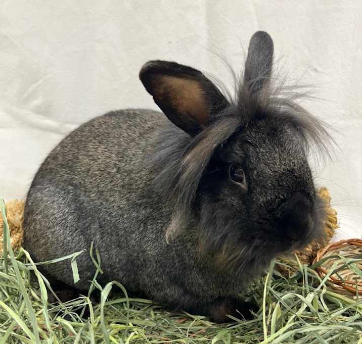 Photo of Monsieur Louis