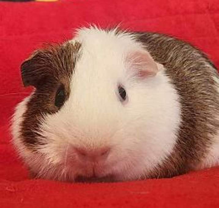 Photo of Gus