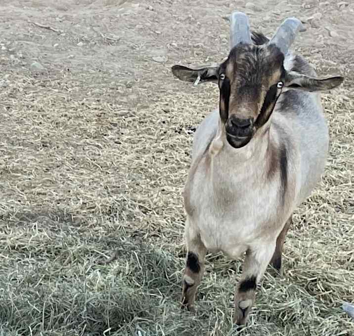 Photo of Oscar (Jax)
