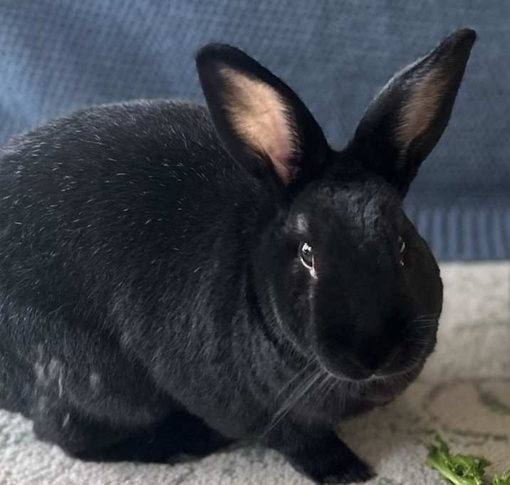 Photo of Charlie