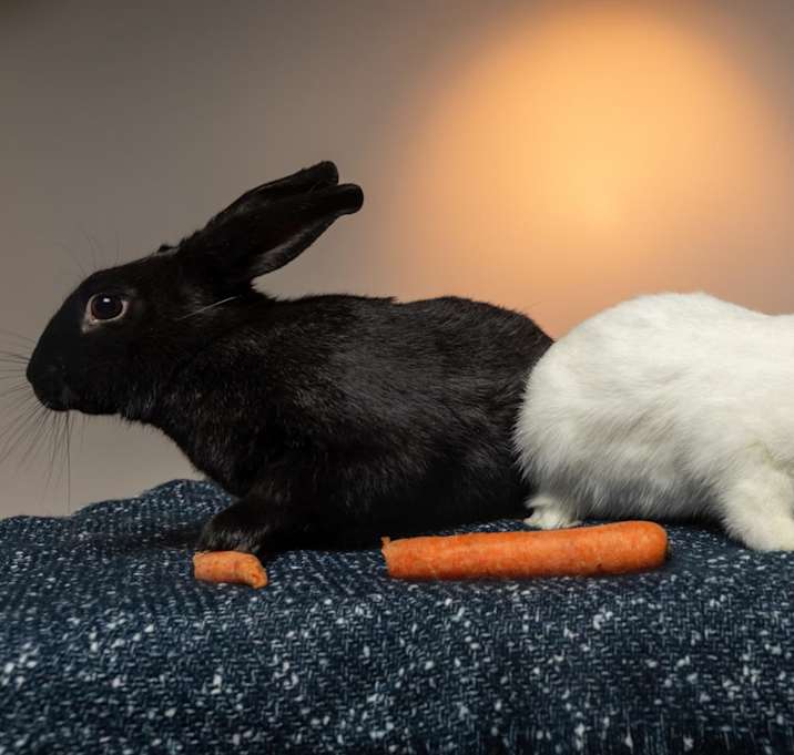 Photo of Pepper (bonded with Salt)