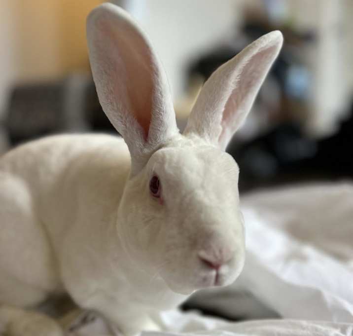 Photo of Bugs