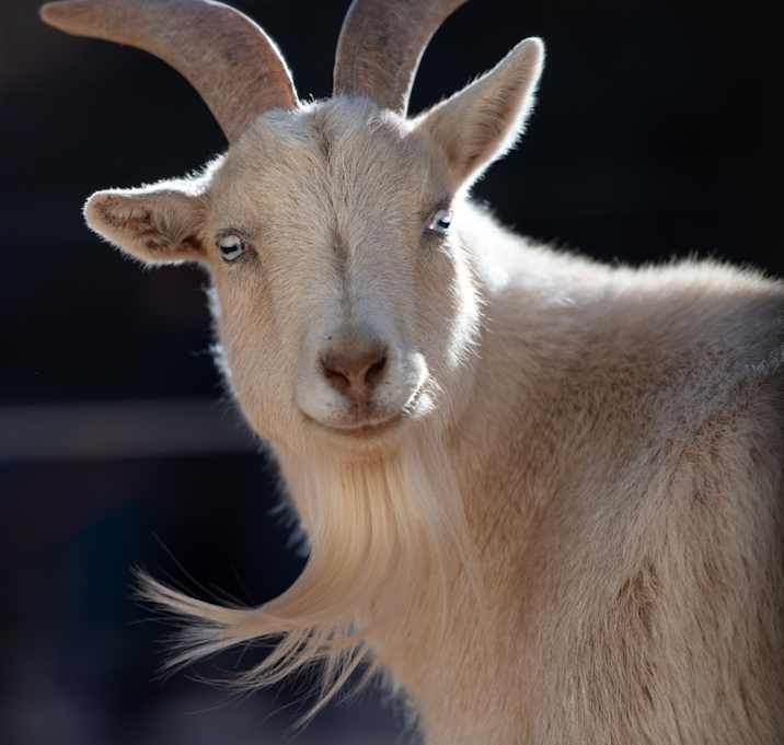 Photo of Vanilli