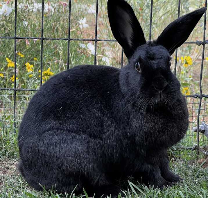 Photo of Delilah