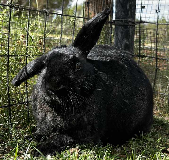 Photo of Lady Bunny