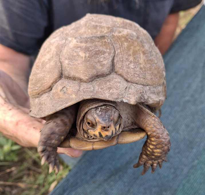 Photo of Brownie