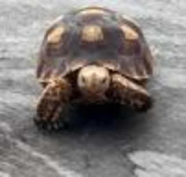 Photo of Chief