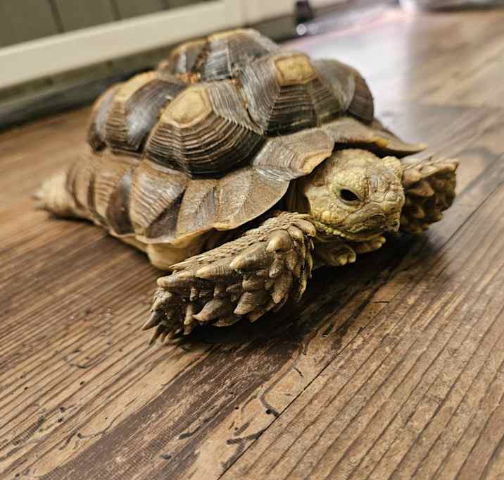 Photo of Mr fellow (Fella)