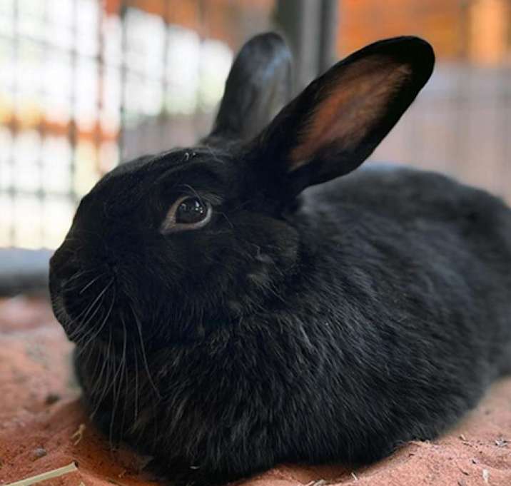 Photo of Coal