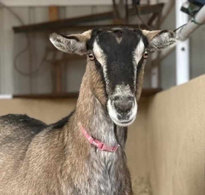 Photo of Xena