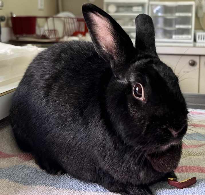 Photo of Rhysand