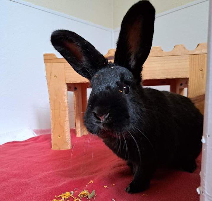 Photo of Phoenix
