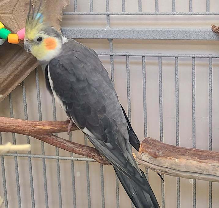 Photo of Frigs