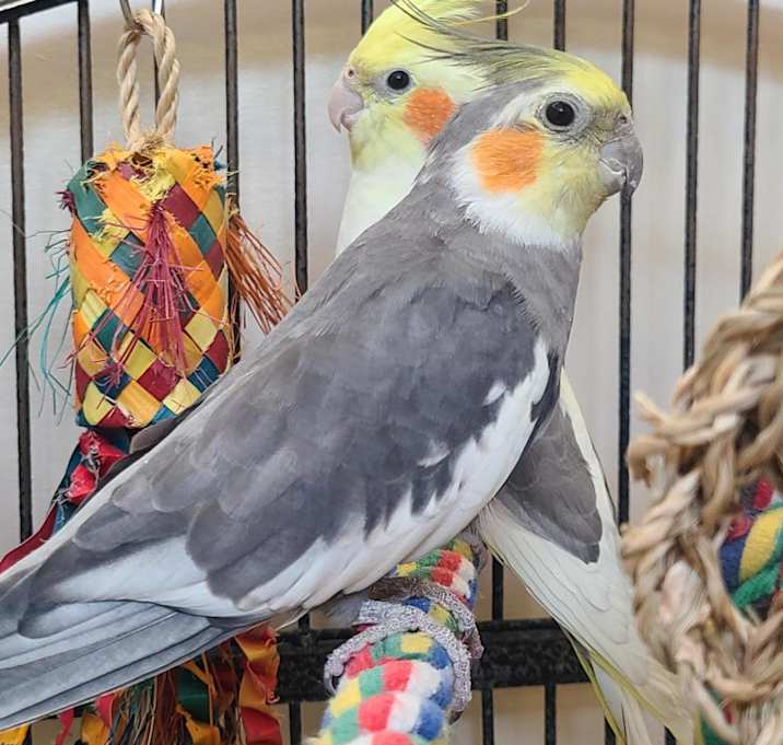 Photo of Heimdall
