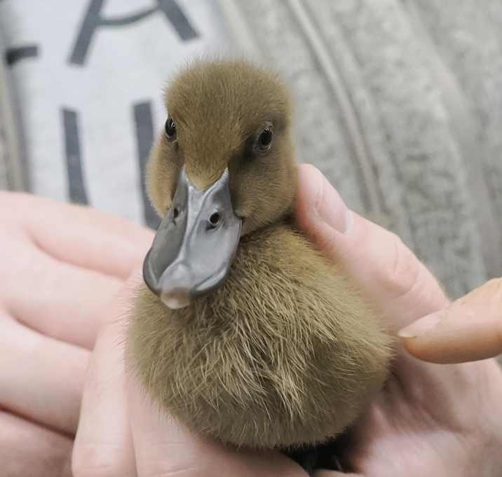 Photo of Donald