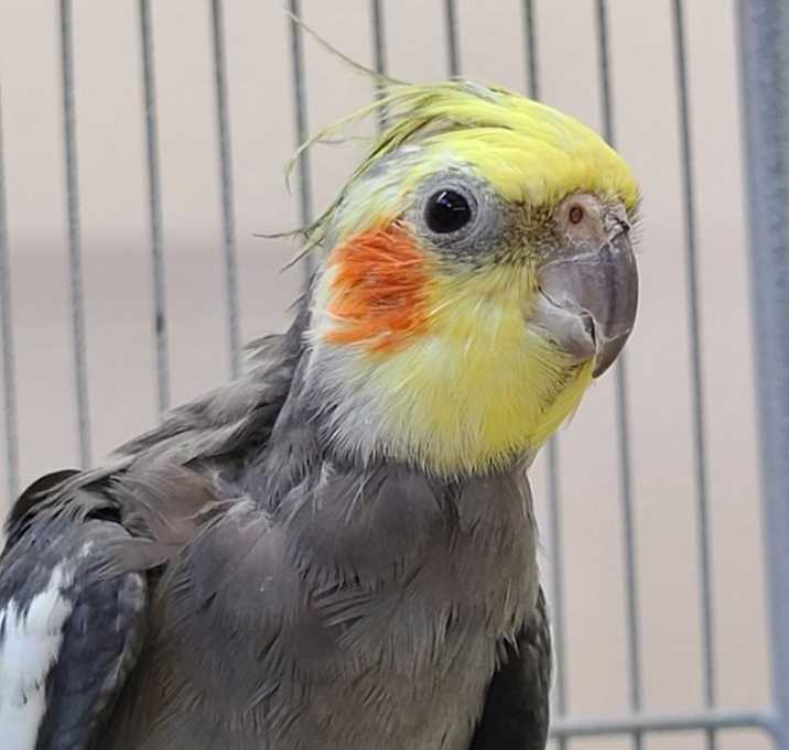 Photo of Kanobi