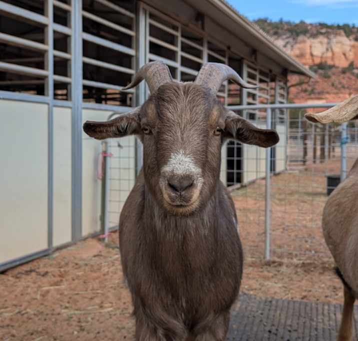 Photo of Bosley